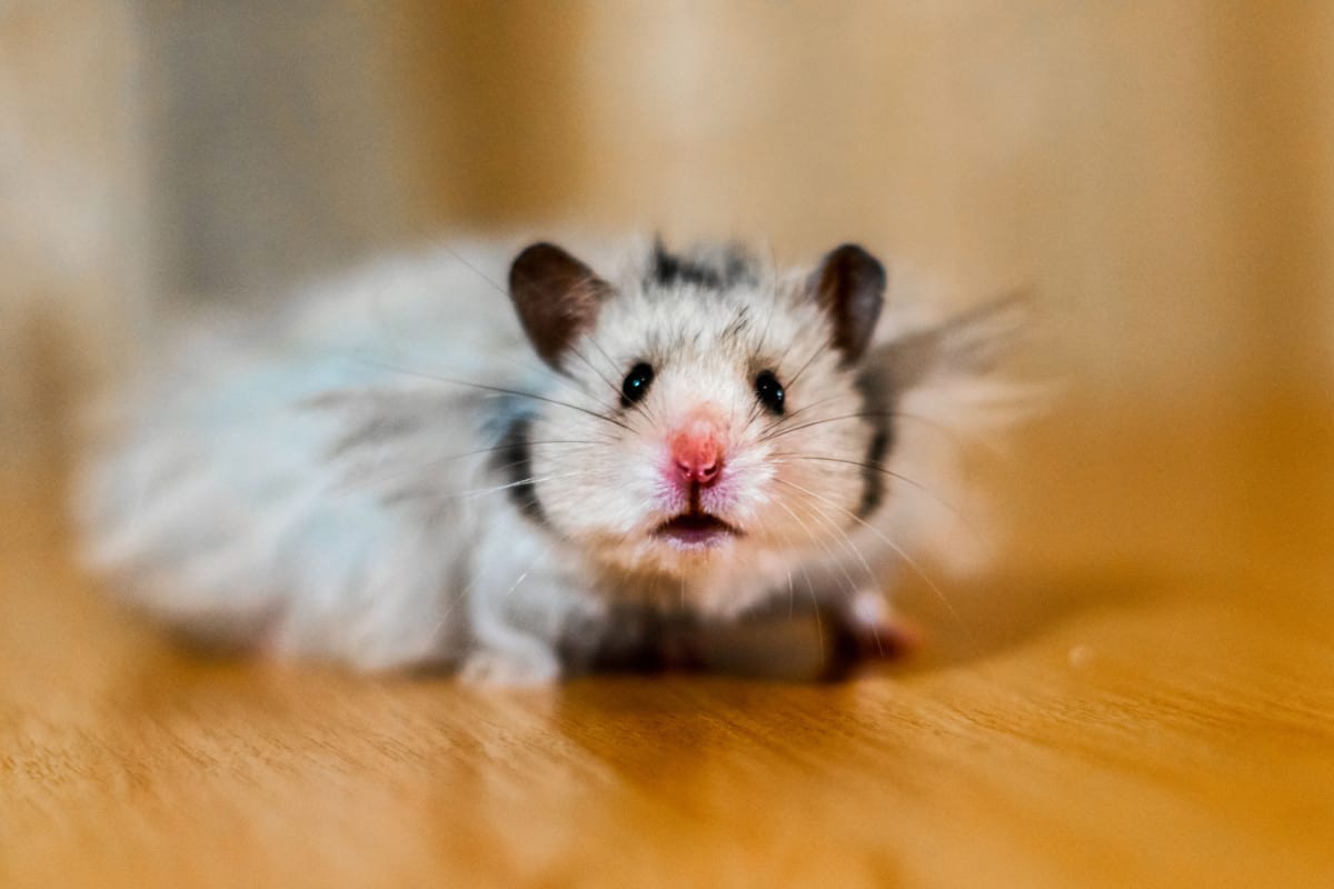 Why Do Hamsters Bite? How Do You Make Them Stop?