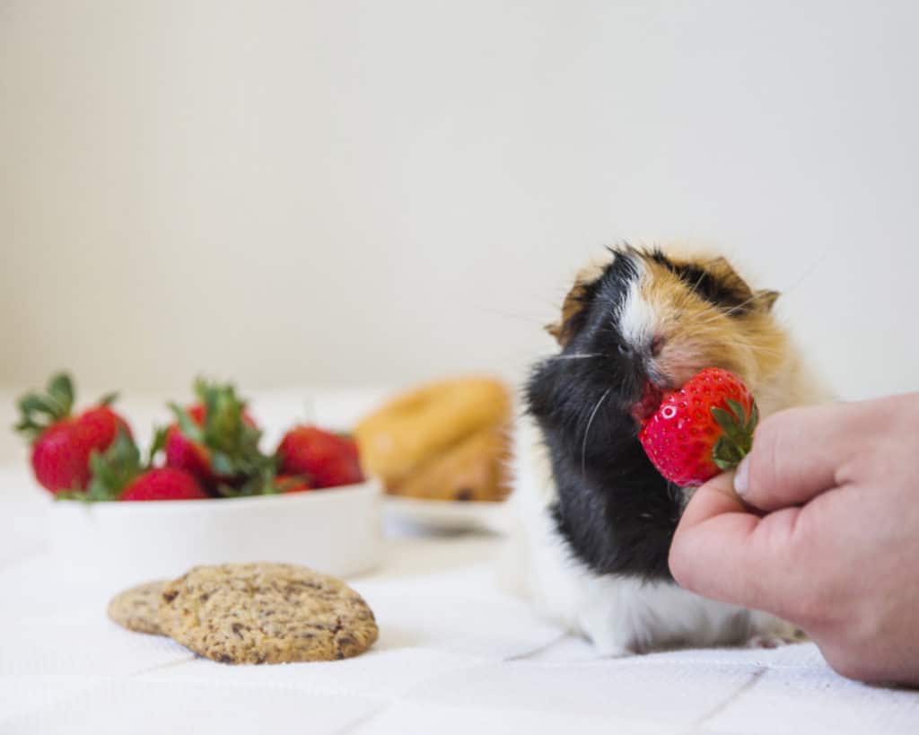 person hand feeding guinea pig a strawberry