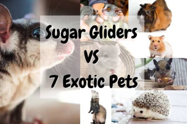 sugar glider VS 7 bush baby, guinea pig, chinchilla, hamster, flying squirrel, ferret, hedgehog