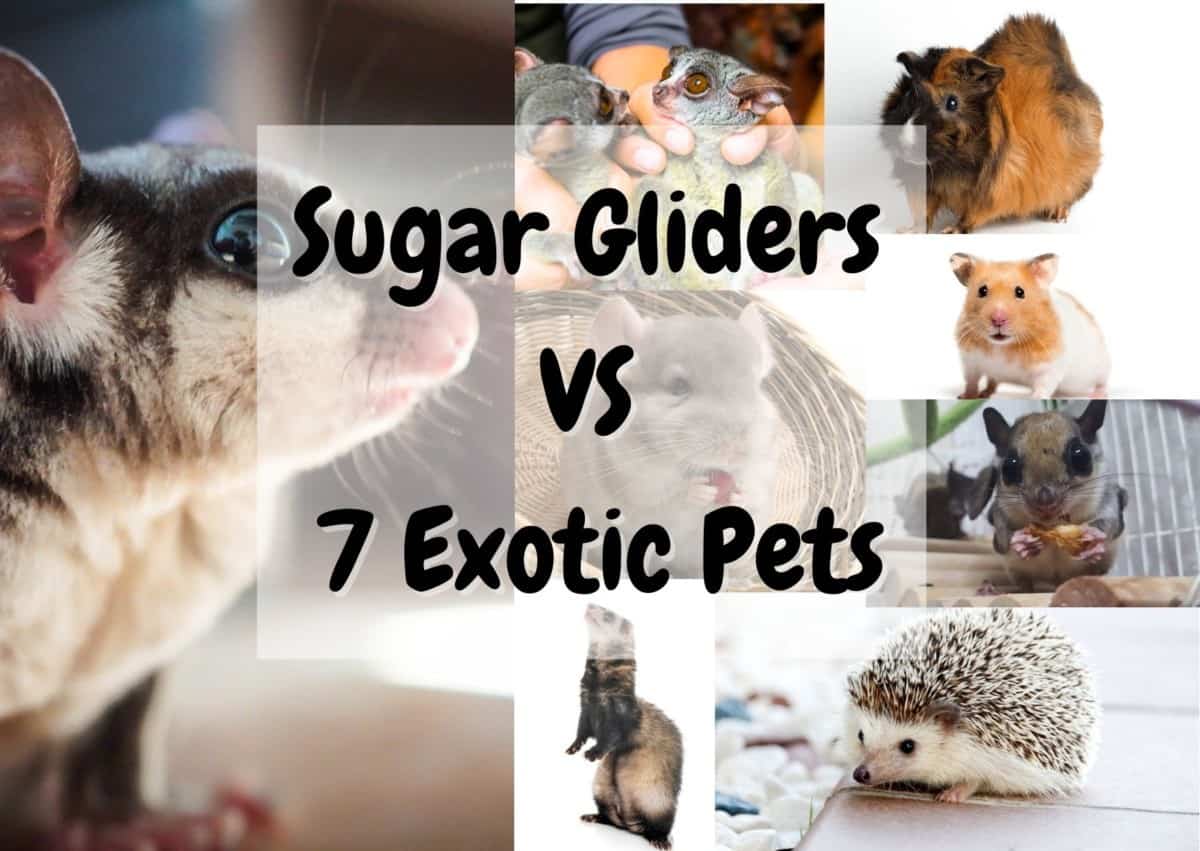 sugar glider VS 7 bush baby, guinea pig, chinchilla, hamster, flying squirrel, ferret, hedgehog