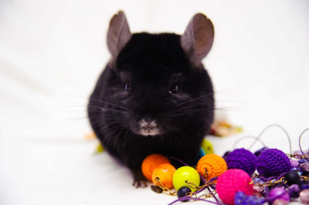 funny black chinchilla on a white background