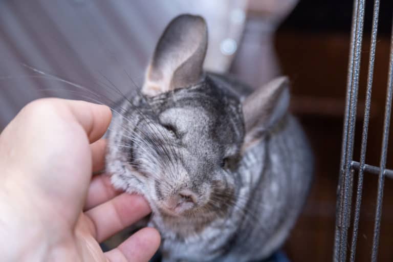 28 Chinchilla Behaviors & Sounds (and What They Mean) - The Pet Savvy