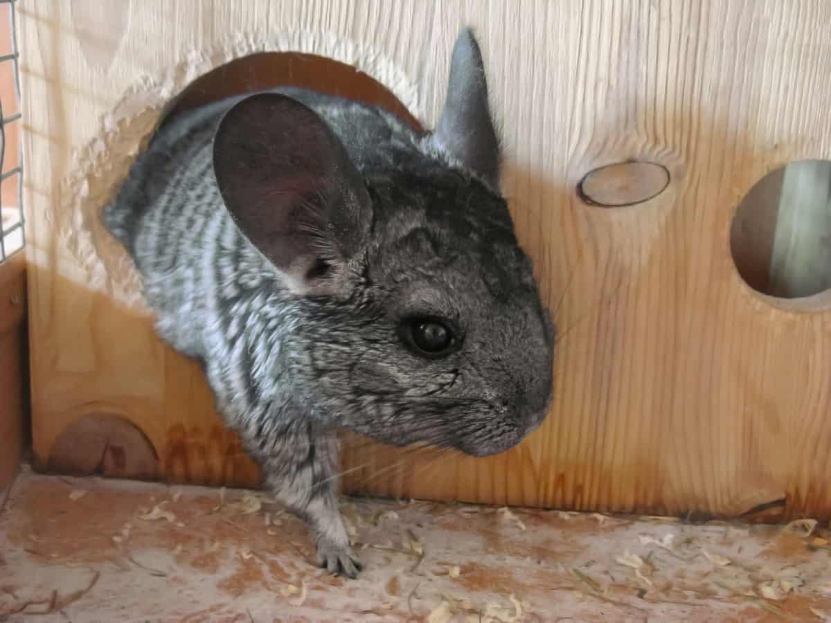 Chinchilla Cage Setup 101 A Complete Guide The Pet Savvy