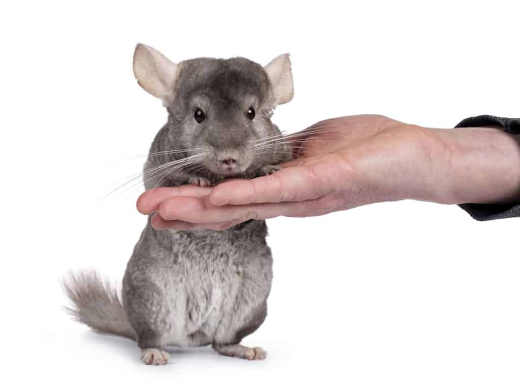 Chinchilla on white background