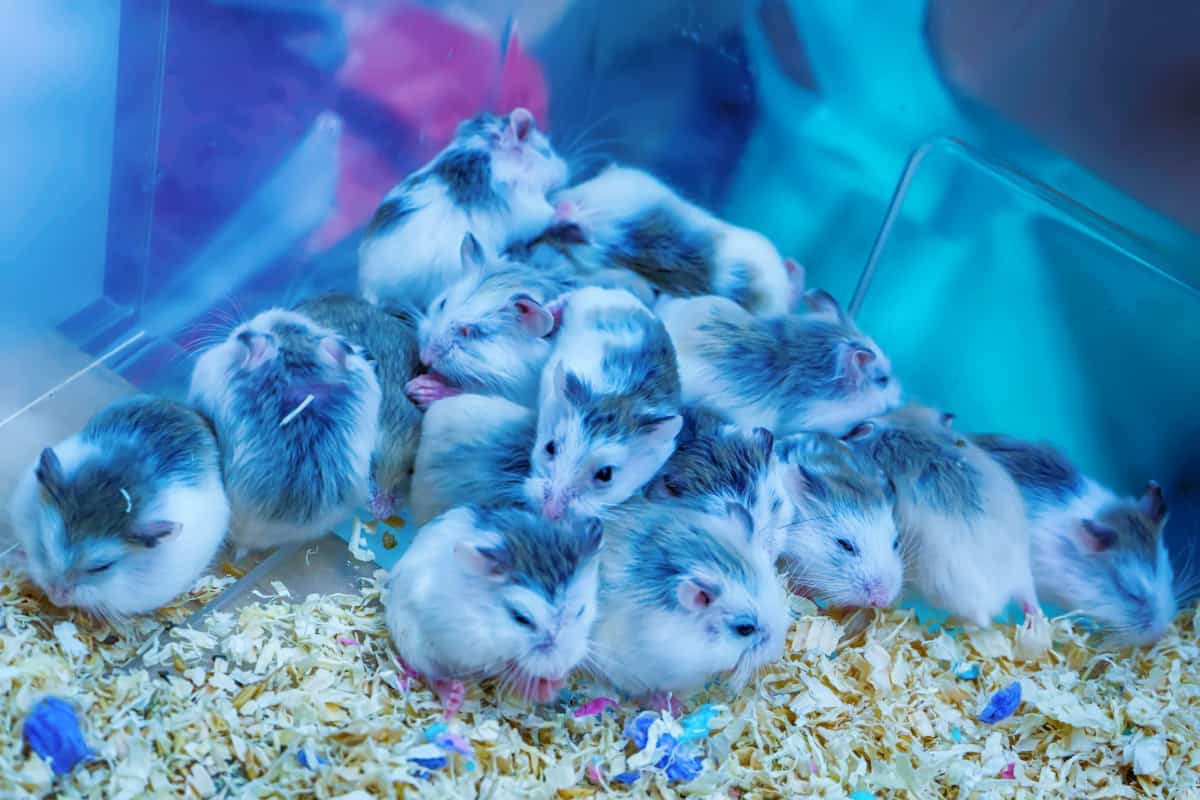 10 Best Beginner Rodent Pets The Pet Savvy