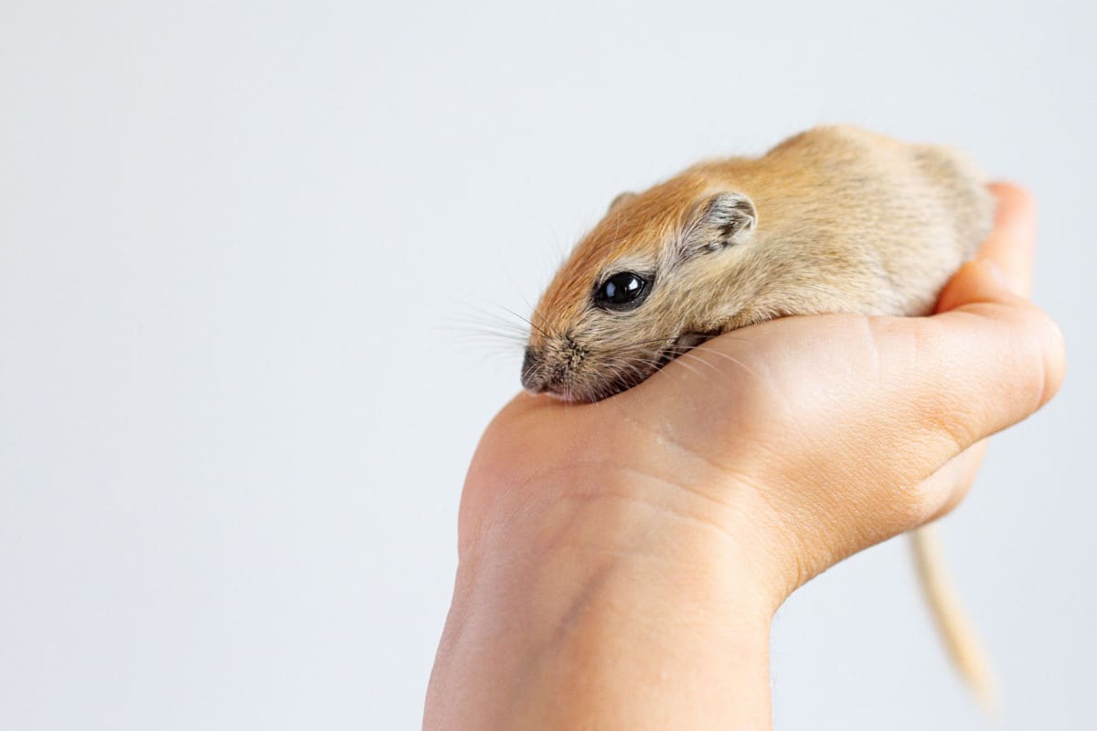 Do Gerbils Bite? Yes Here is What You Can Do About it The Pet Savvy