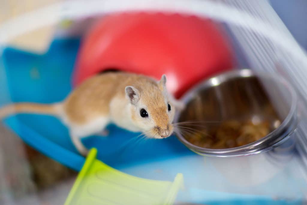 gerbil inside cage