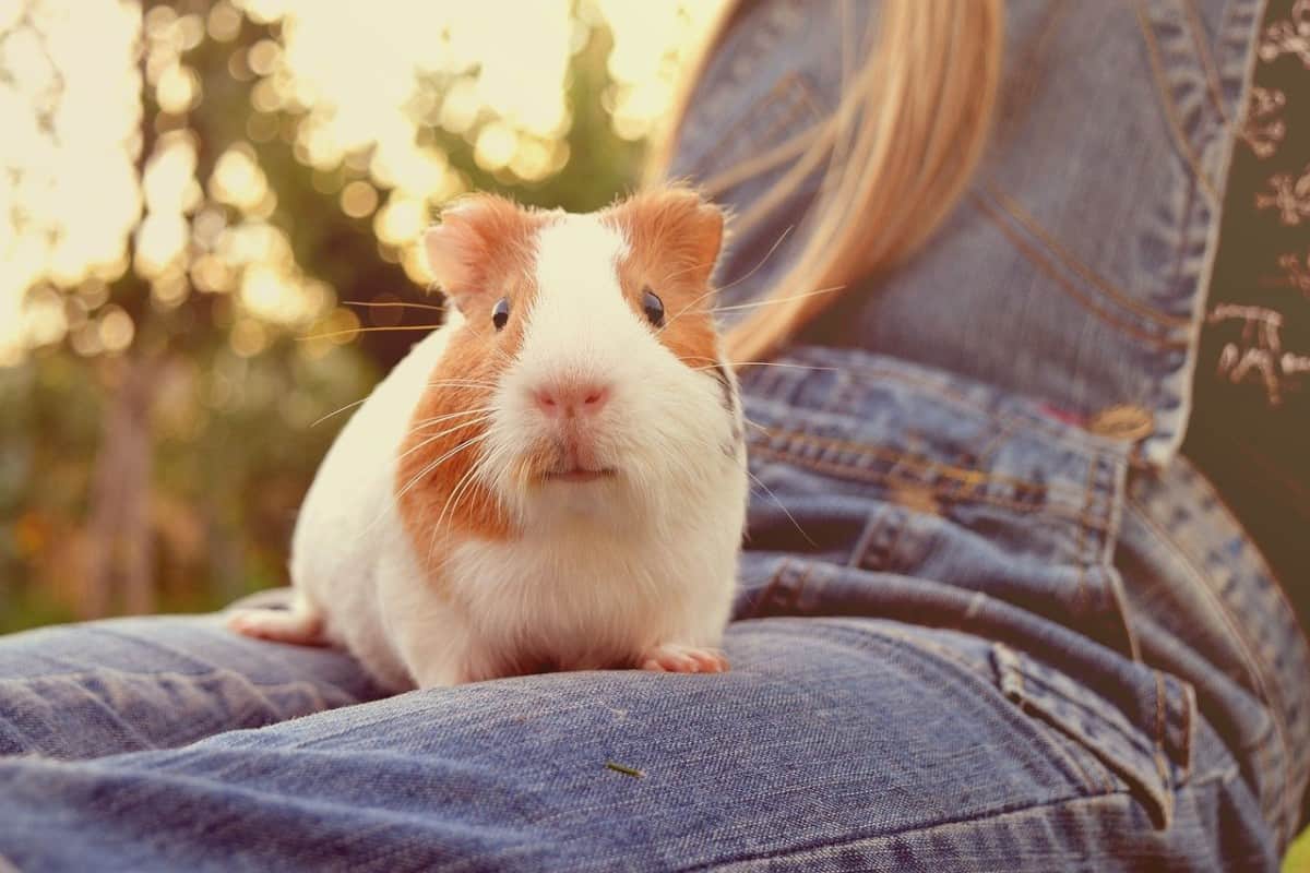 Guinea Pig Behavior 101 What is your Guinea Pig Expressing? The Pet