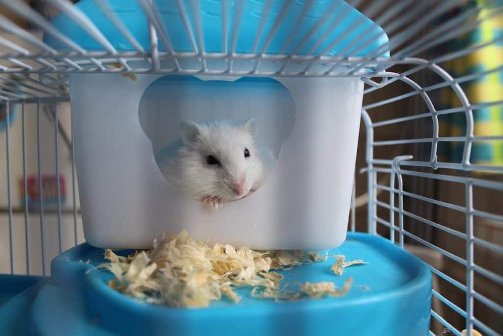 hamster in cage inside hidey box
