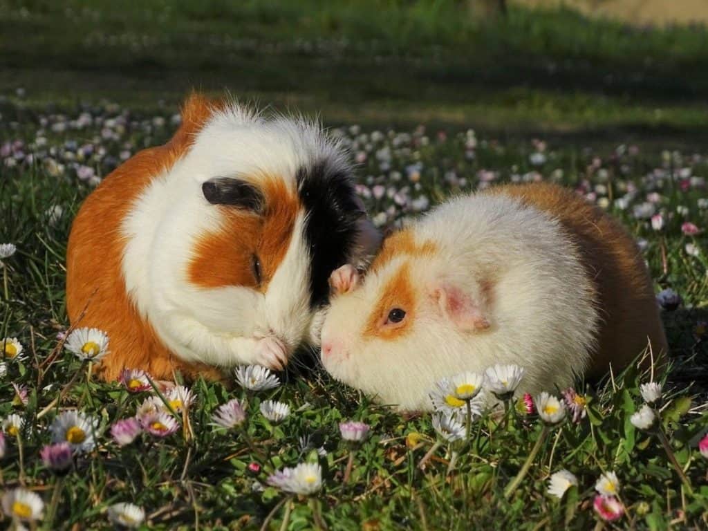 two guinea pigs cuddling