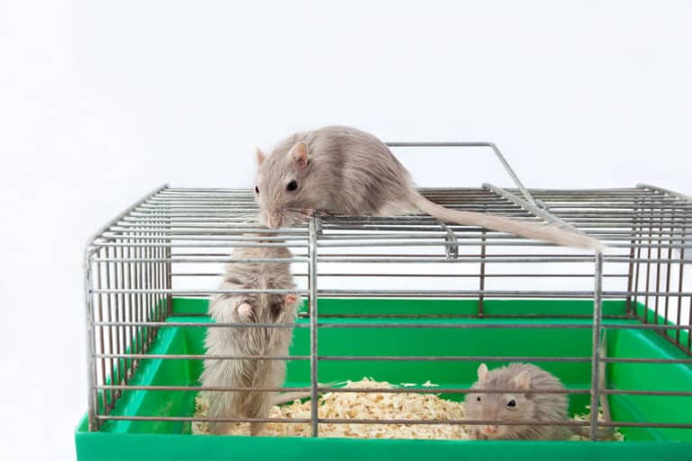 Gerbil Cage Setup Create the Perfect Habitat for Your Gerbil
