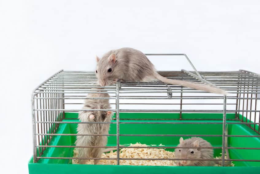 All Gerbil Colors And Patterns With Pictures The Pet Savvy All Gerbil Colors And Patterns With Pictures The Pet Savvy