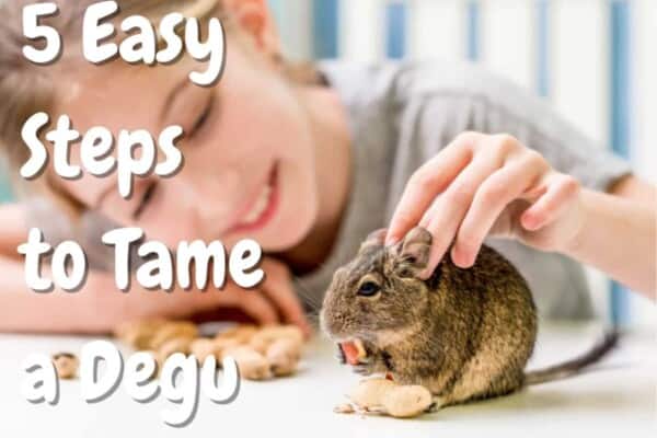 how to tame a degu