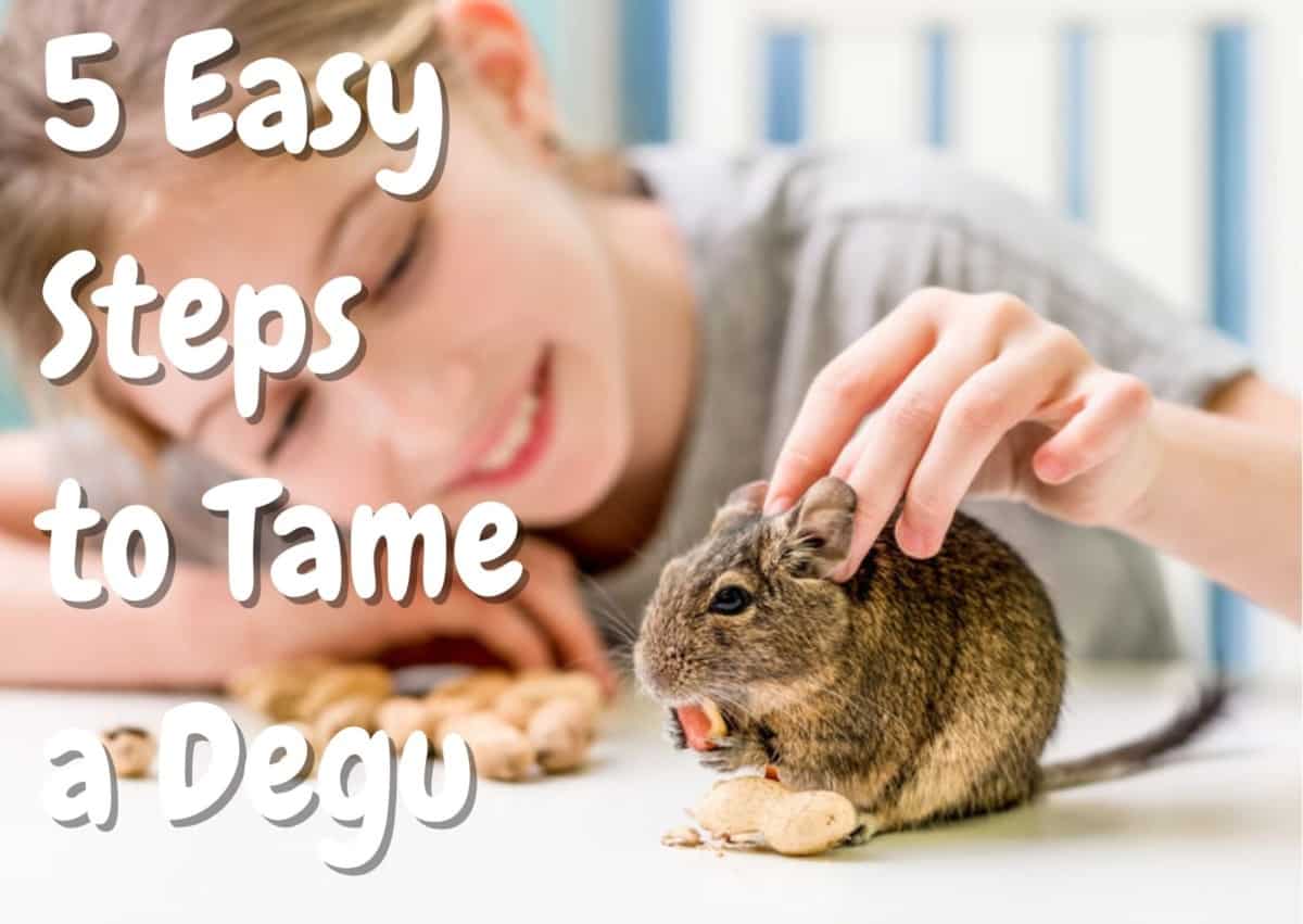 how to tame a degu