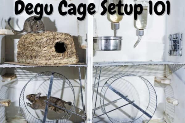 how to set up a degu cage