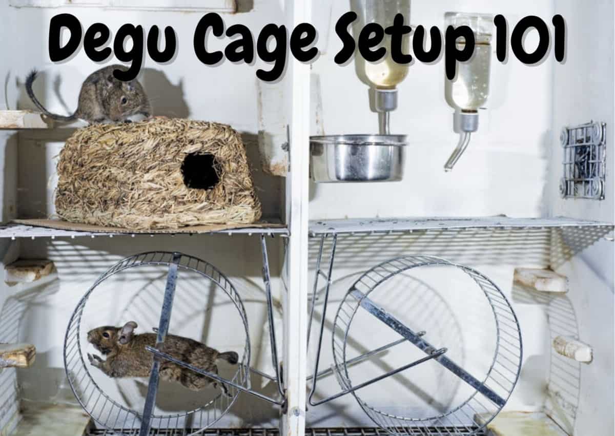 how to set up a degu cage