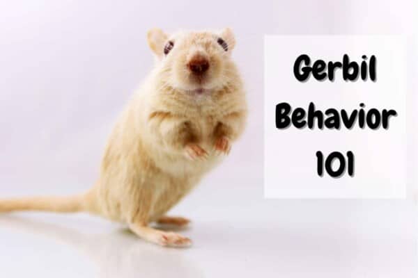 Gerbil Behavior