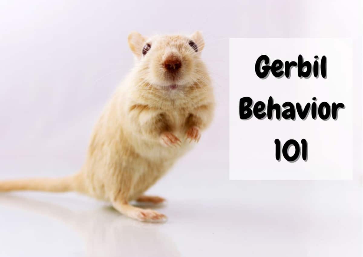 Gerbil Behavior