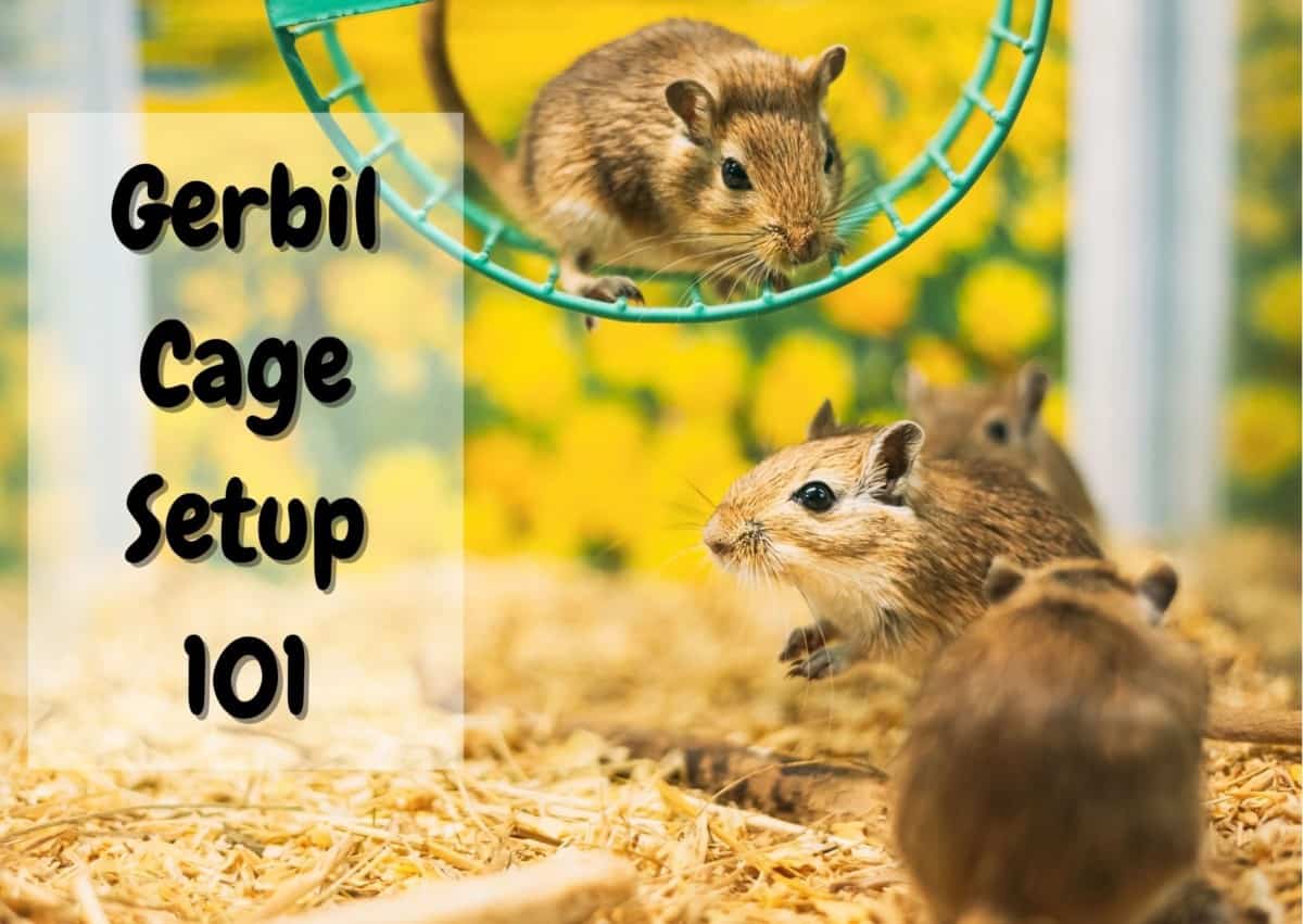 how to set up a gerbil cage