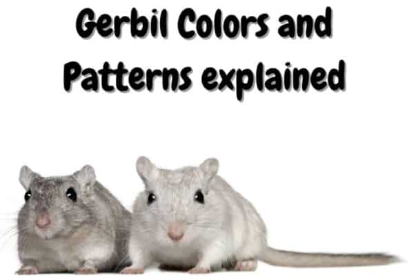 Gerbil different colors and patterns