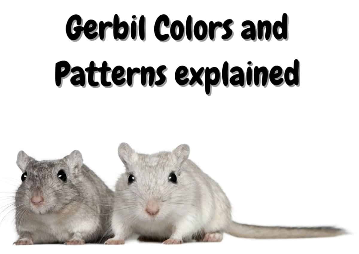 Gerbil different colors and patterns