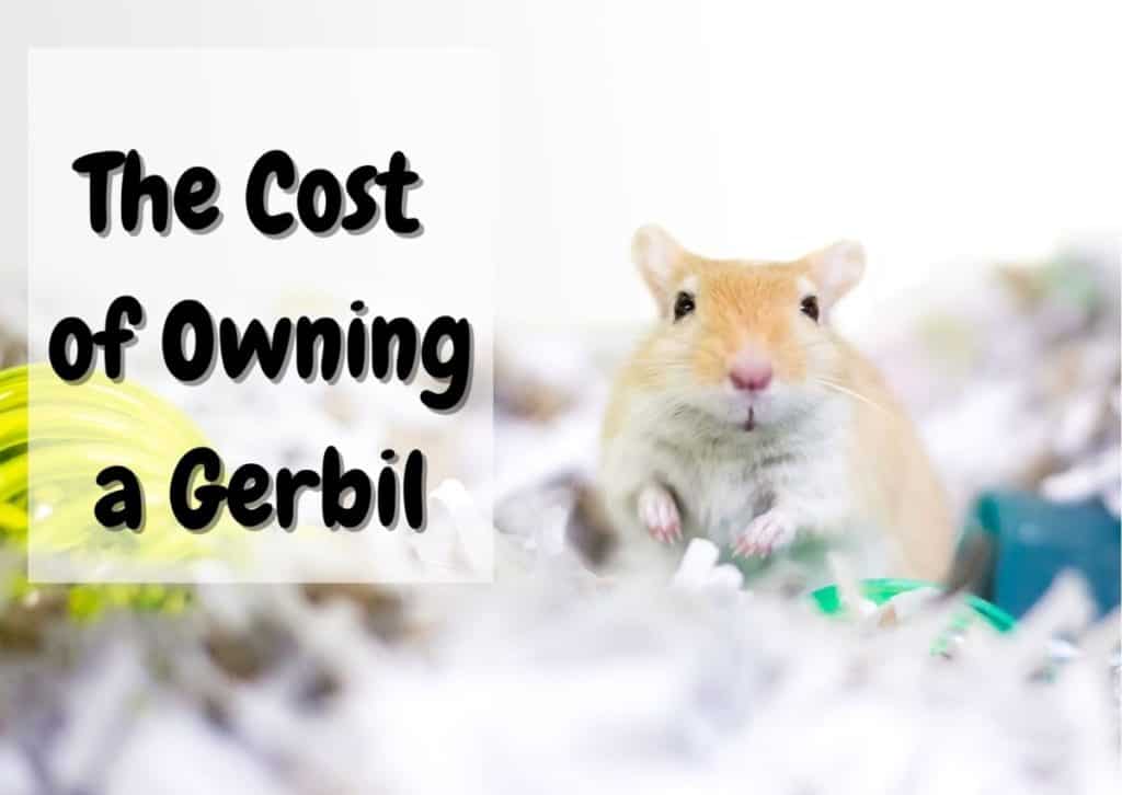 The Cost Of Owning a Gerbil (2023 Update) The Pet Savvy