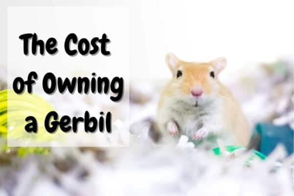how much do gerbils cost