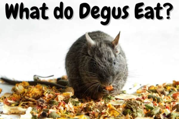 What do octodon degus eat