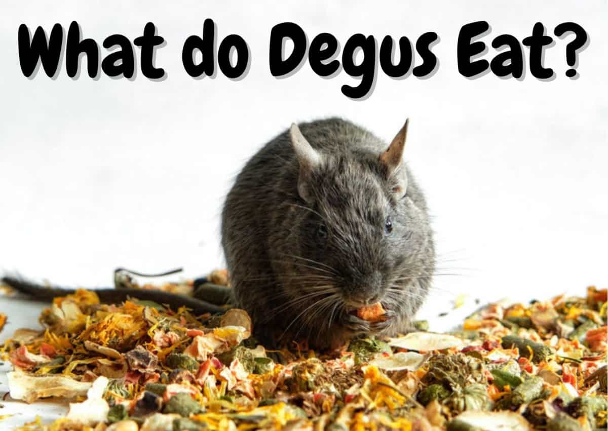 What do octodon degus eat