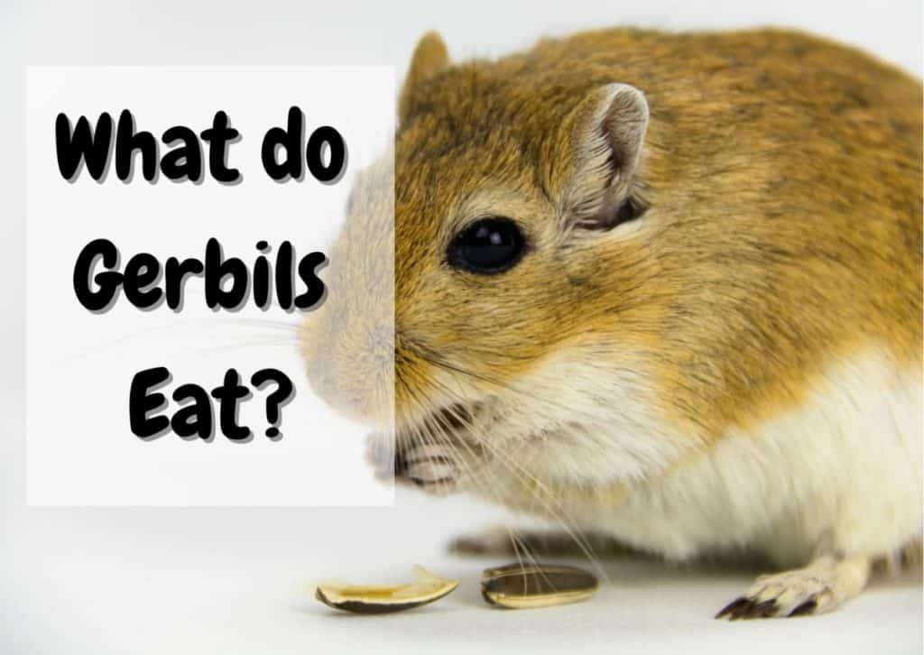 What Do Gerbils Eat? Food List) The Pet Savvy