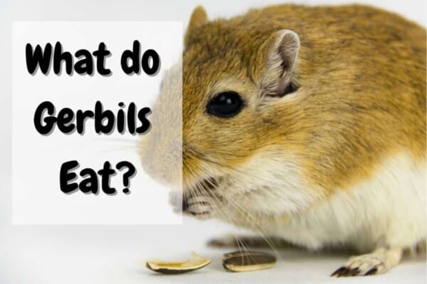 What do gerbils eat