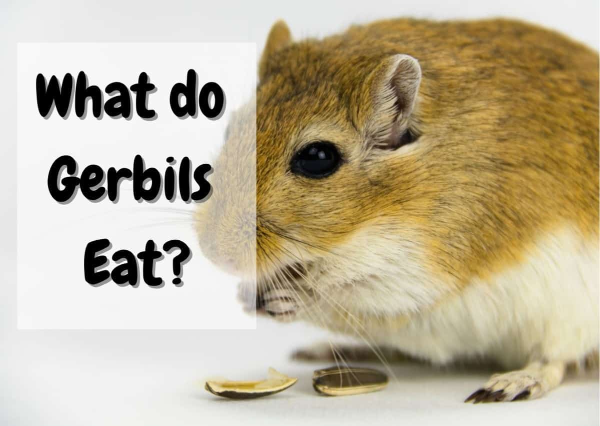 What do gerbils eat