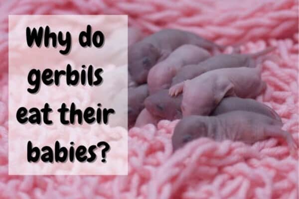 Why do gerbils eat their babies