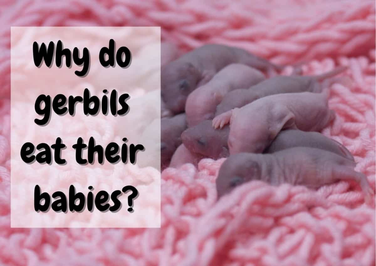 Why do gerbils eat their babies