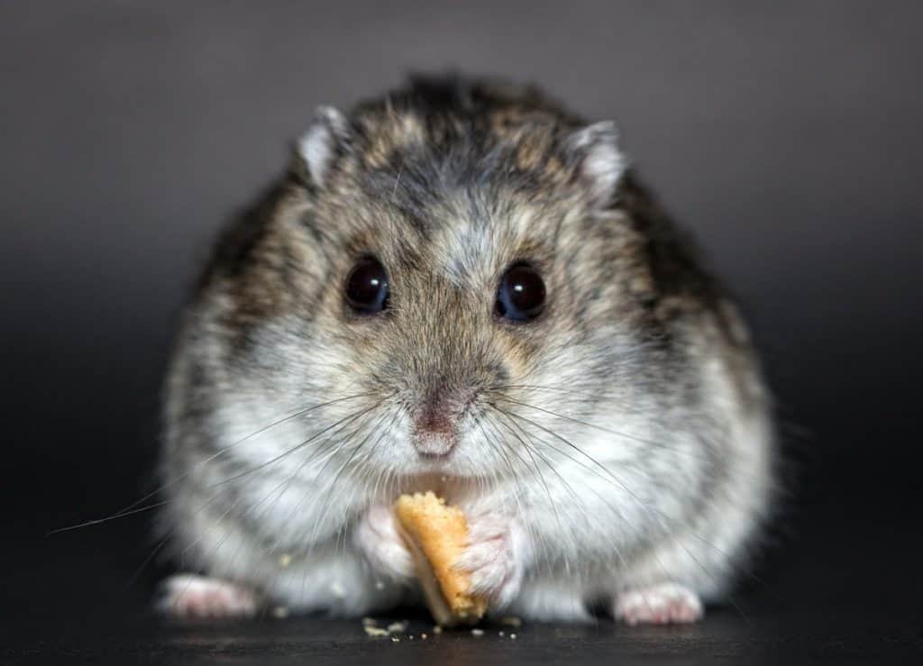 campbell dwarf hamster