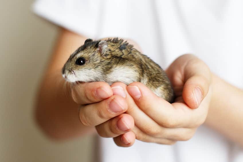chinese hamster in hand