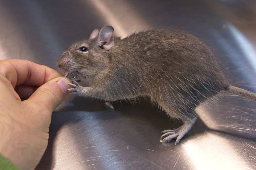 degu octodon eating treat