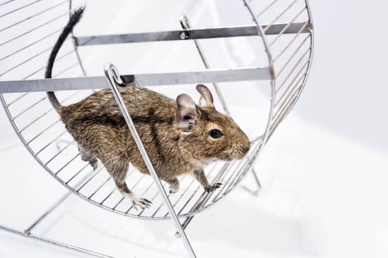 Degu Cage Setup The Perfect Habitat For Your Degu The Pet Savvy