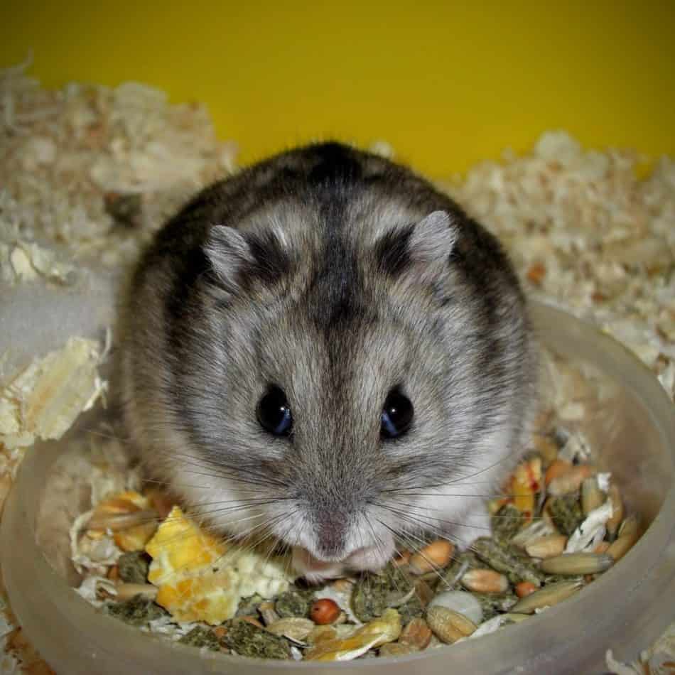 fat hamster