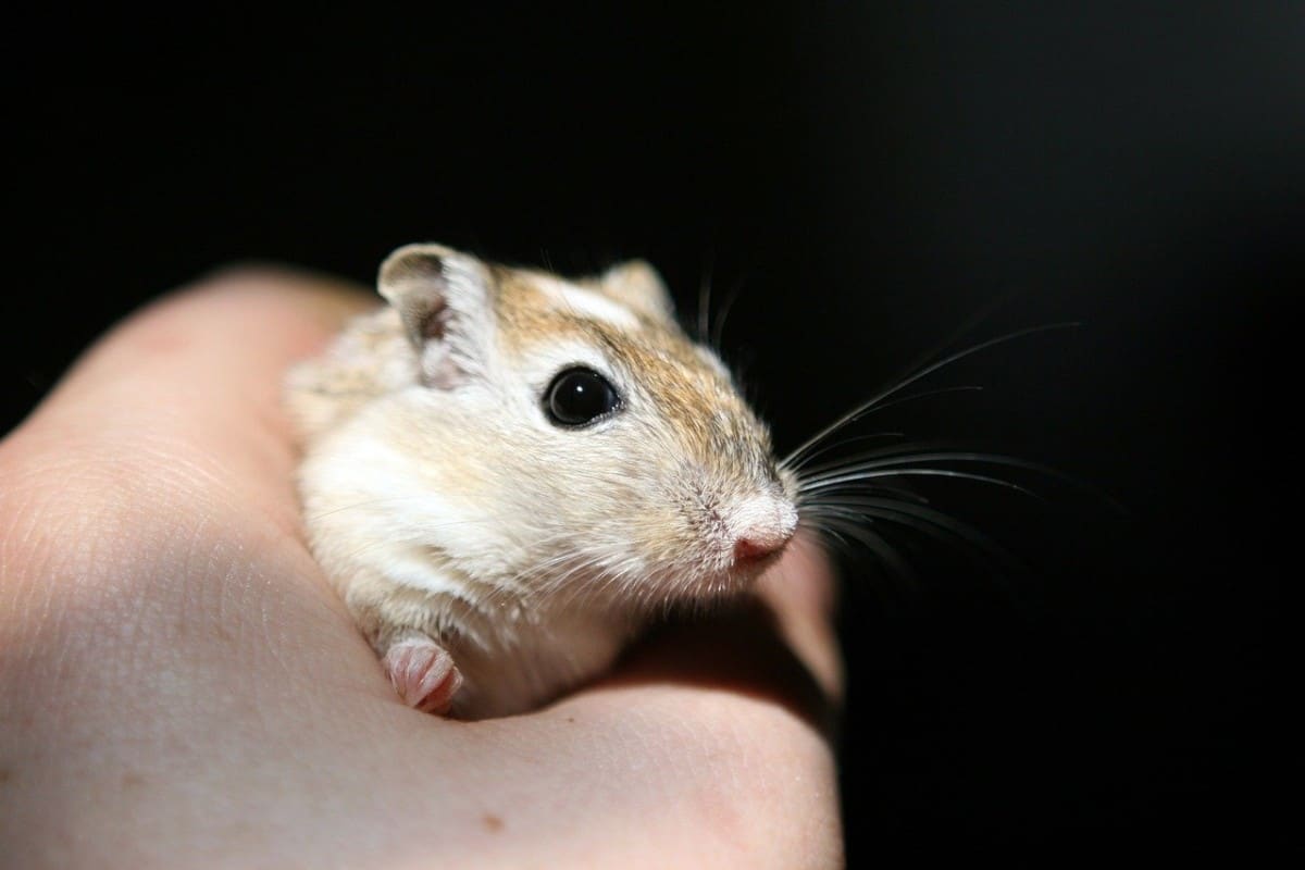 All Gerbil Colors And Patterns (With Pictures) The Pet Savvy