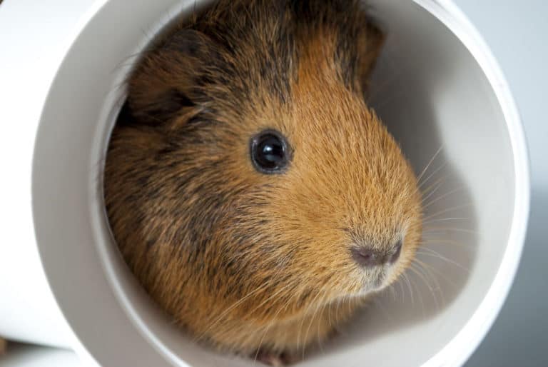 Guinea Pig Cage Setup Create the Perfect Habitat for your Guinea Pig The Pet Savvy