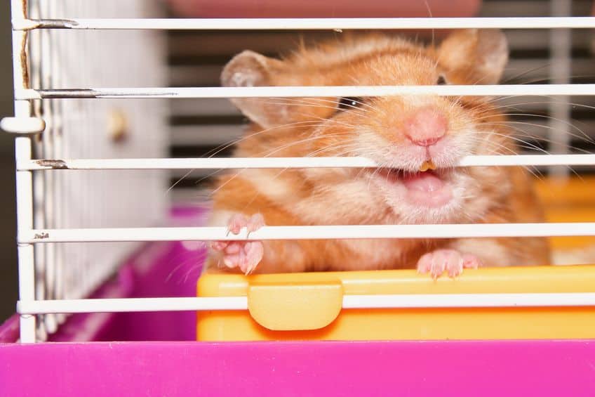 hamster biting cage