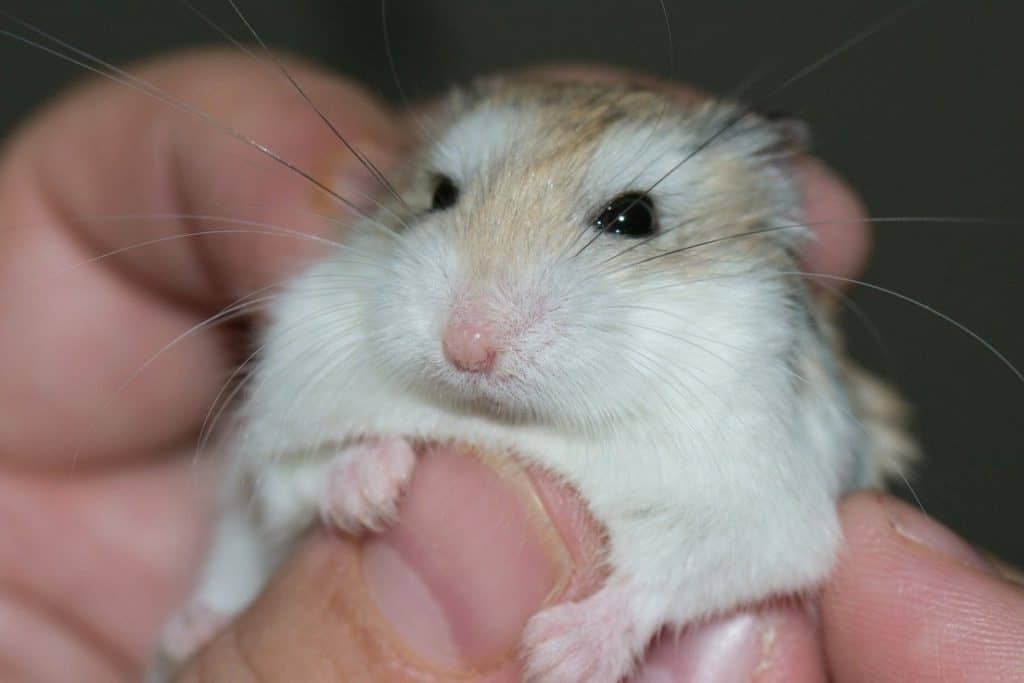 roborovski hamster