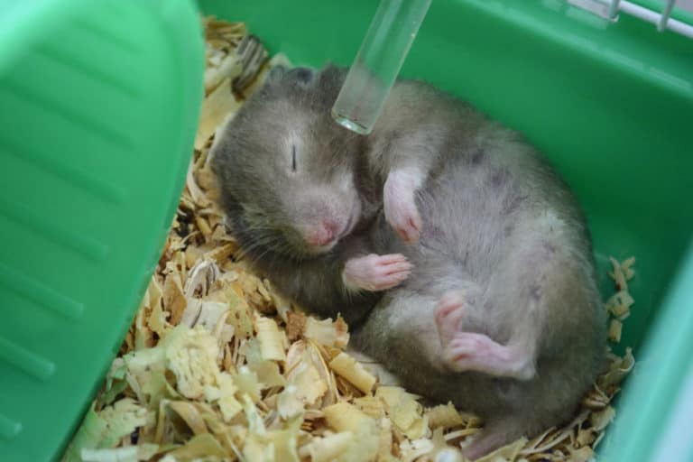 Are Hamsters Nocturnal? Hamster Sleep Patterns Explained