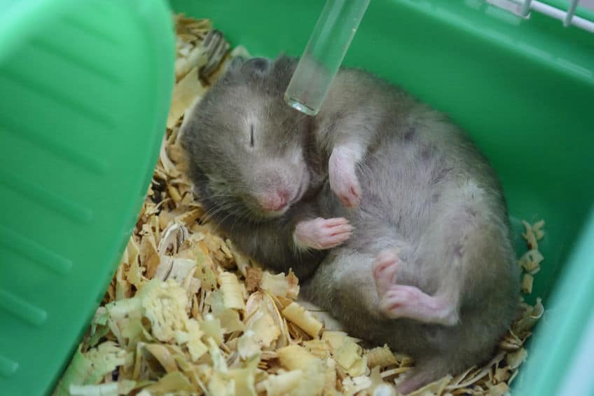 hamster sleeping in cage
