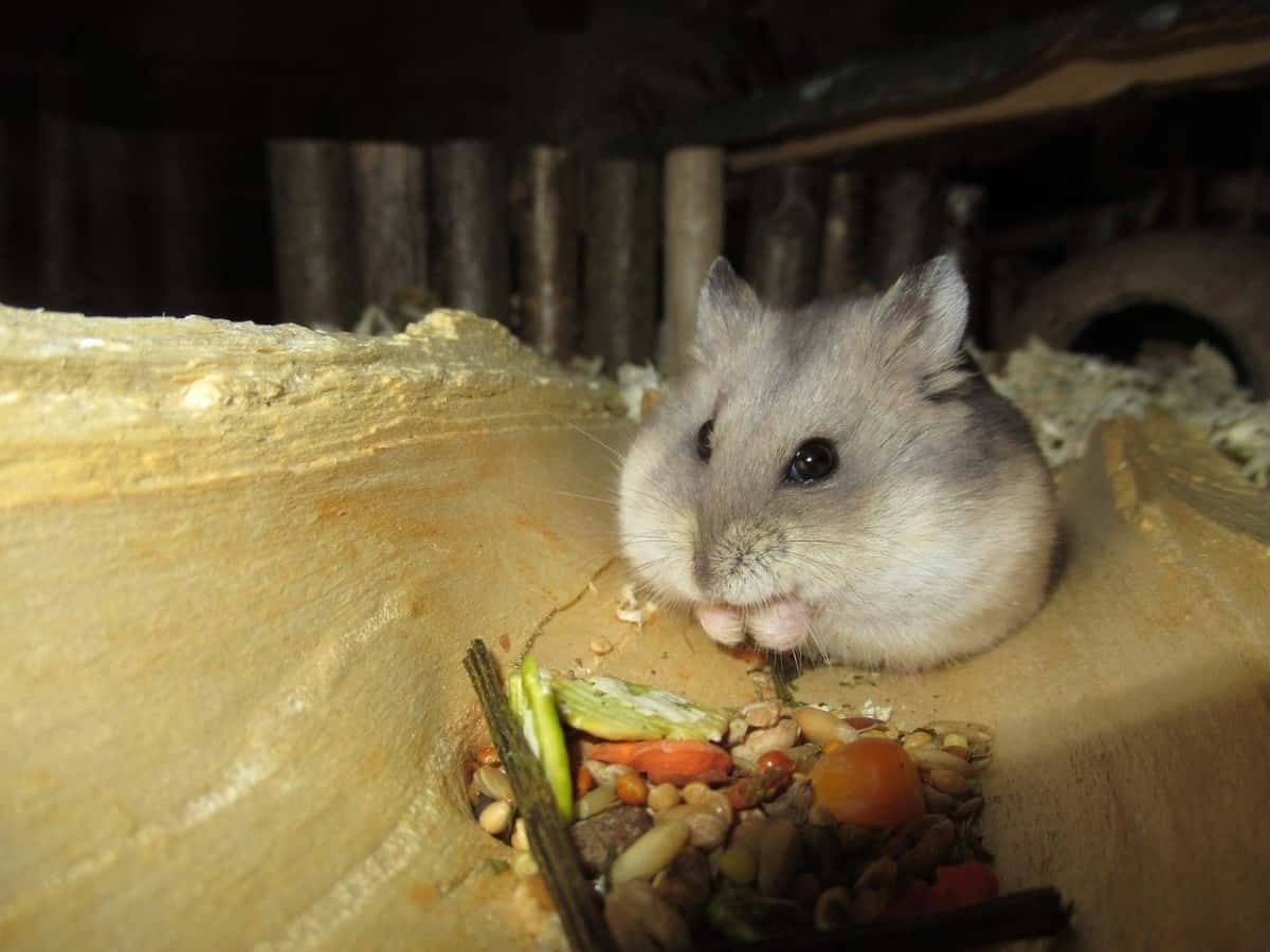 Hamster Behavior 101 What is your Hamster Expressing? The Pet Savvy