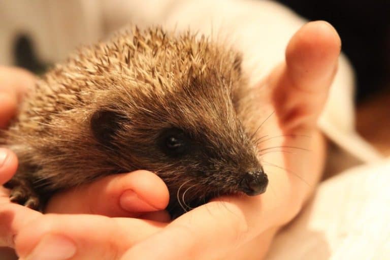 How much do Hedgehogs Cost? A Complete Cost Breakdown