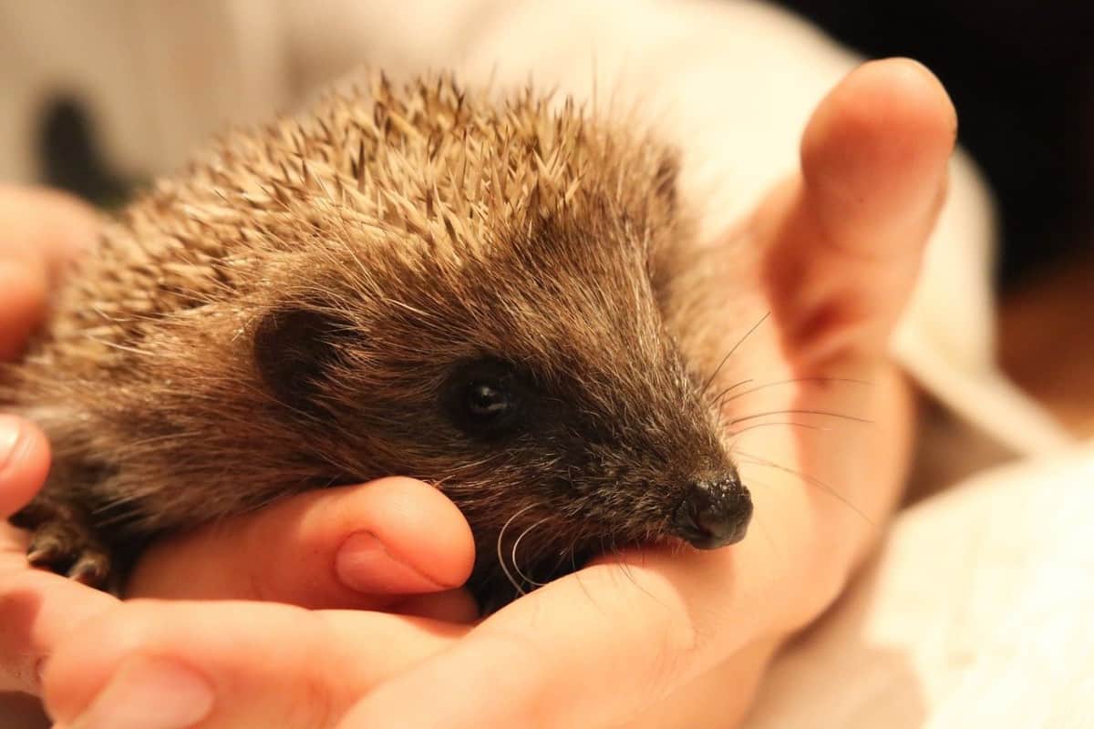 How much do Hedgehogs Cost? A Complete Cost Breakdown