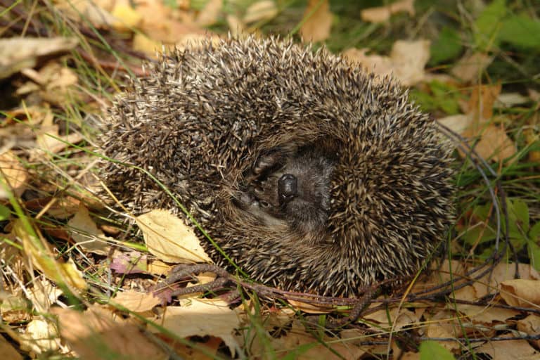 Do Hedgehogs Hibernate? What You Should Know The Pet Savvy