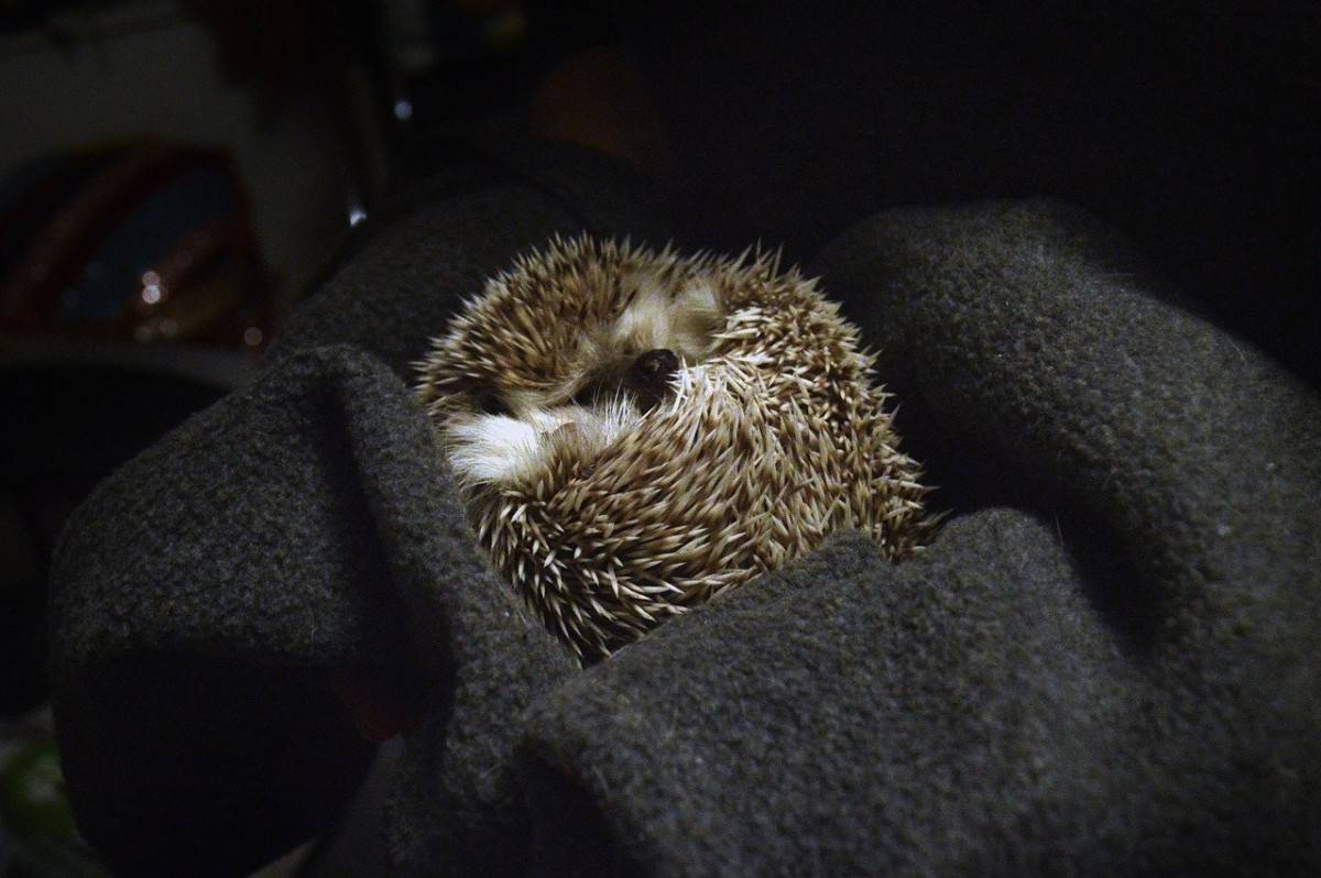 Are Hedgehogs Nocturnal? Hedgehog Sleep 101 - The Pet Savvy